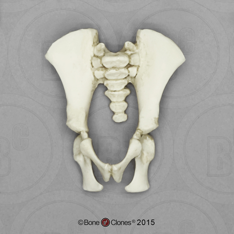 Fetal Chimpanzee Pelvis