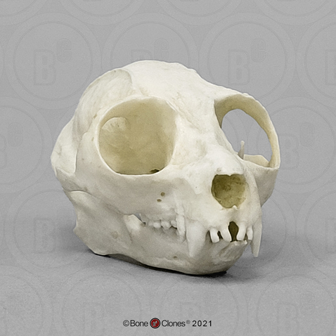 Slow Loris Skull