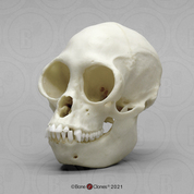 Black Spider Monkey Skull