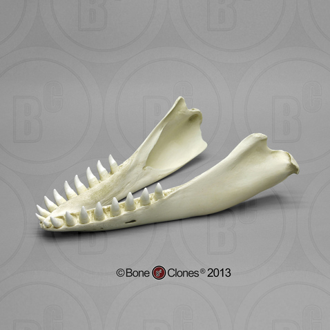 False Killer Whale Jaw (complete)