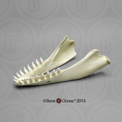 False Killer Whale Jaw (complete) KO-044J