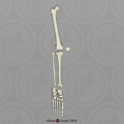 Human Female Asian Leg, Disarticulated