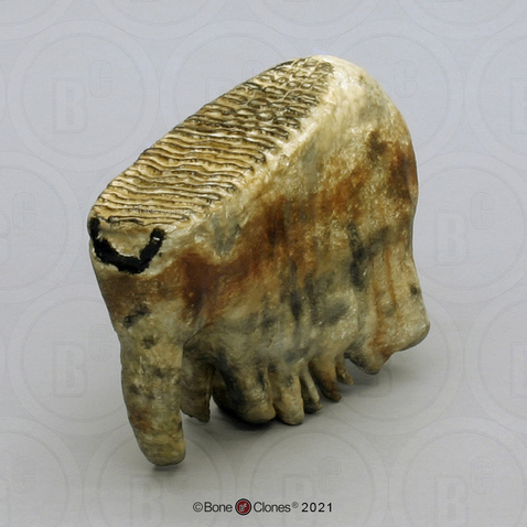 Woolly Mammoth Molar