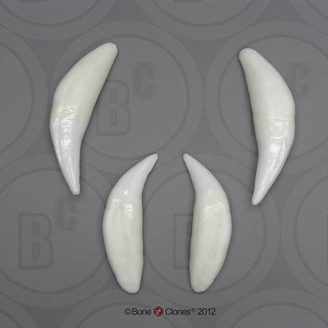 Lion Teeth (set of four)