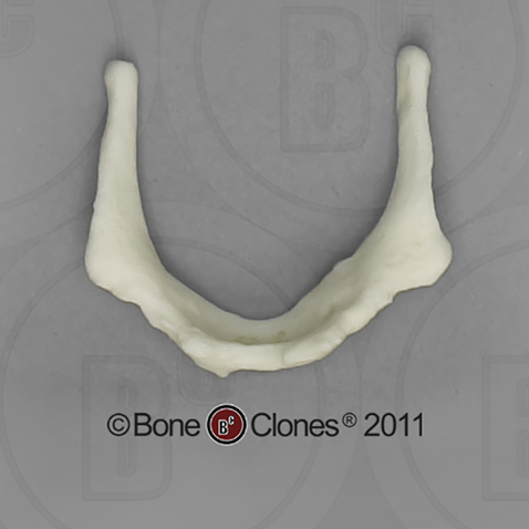 Human Male Asian Hyoid