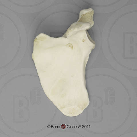 Human Male Asian Scapula