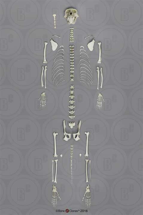 Disarticulated Rhesus Macaque Skeleton