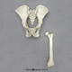 Orangutan Pelvis and Femur