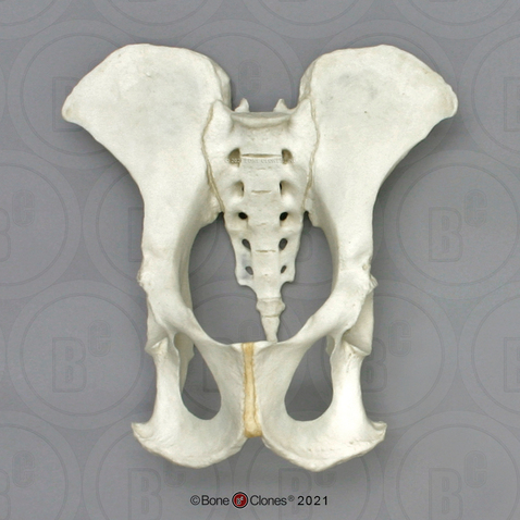 Male Chimpanzee Pelvis