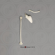 Siamang Humerus, Scapula and Clavicle Set