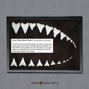 Great White Shark Teeth (Replica) Set of 23