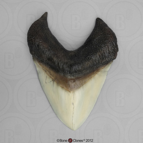 7 1/8 Inch Megalodon Shark Tooth (Replica)