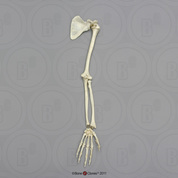 Human Adolescent Arm, Articulated with Scapula