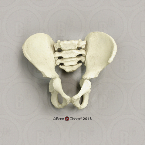 Archaic Human 5-year-old Child Articulated Pelvis Assembly