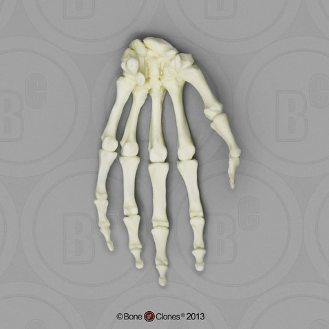 Human Adult Female Hand, Articulated Rigid