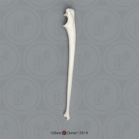 Vervet Ulna