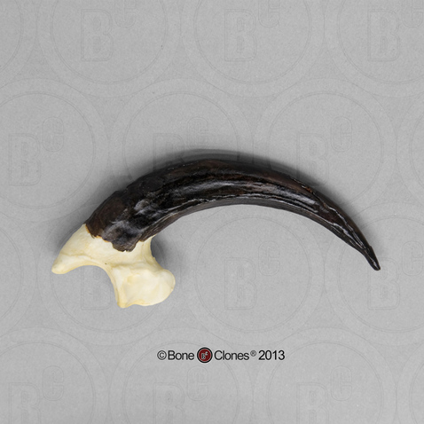 Harpy Eagle Talon