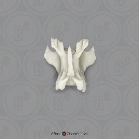 Vervet Lumbar Vertebra, Single