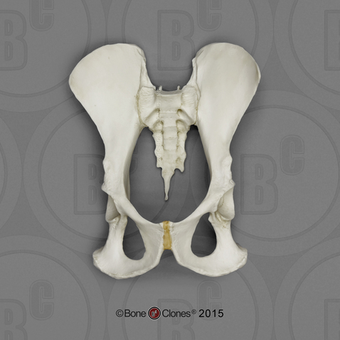 Bonobo Pelvis Assembly